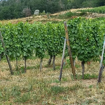 Tatil Evi Gite Au Nid De Cigognes