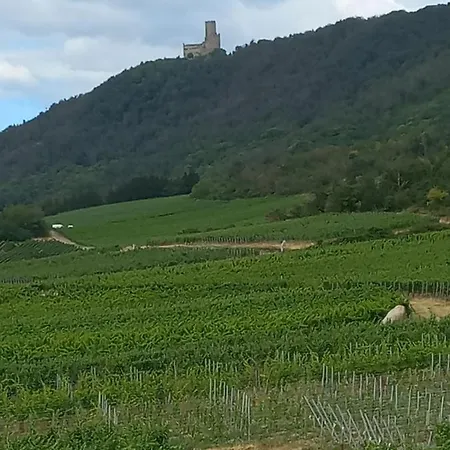 Tatil Evi Gite Au Nid De Cigognes Dieffenthal