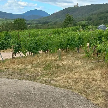 Gite Au Nid De Cigognes * Dieffenthal